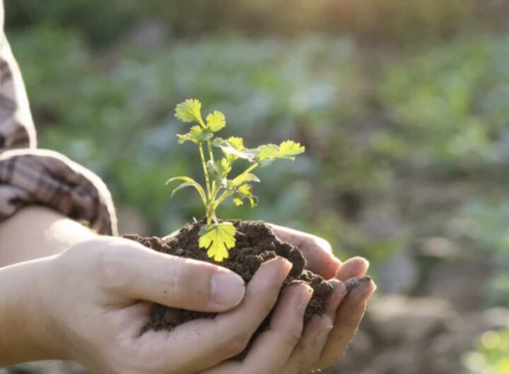 Per ottenere fragole di dimensioni eccezionali, è fondamentale conoscere e rispettare alcune pratiche colturali legate alla crescita e alla gestione degli stoloni,
