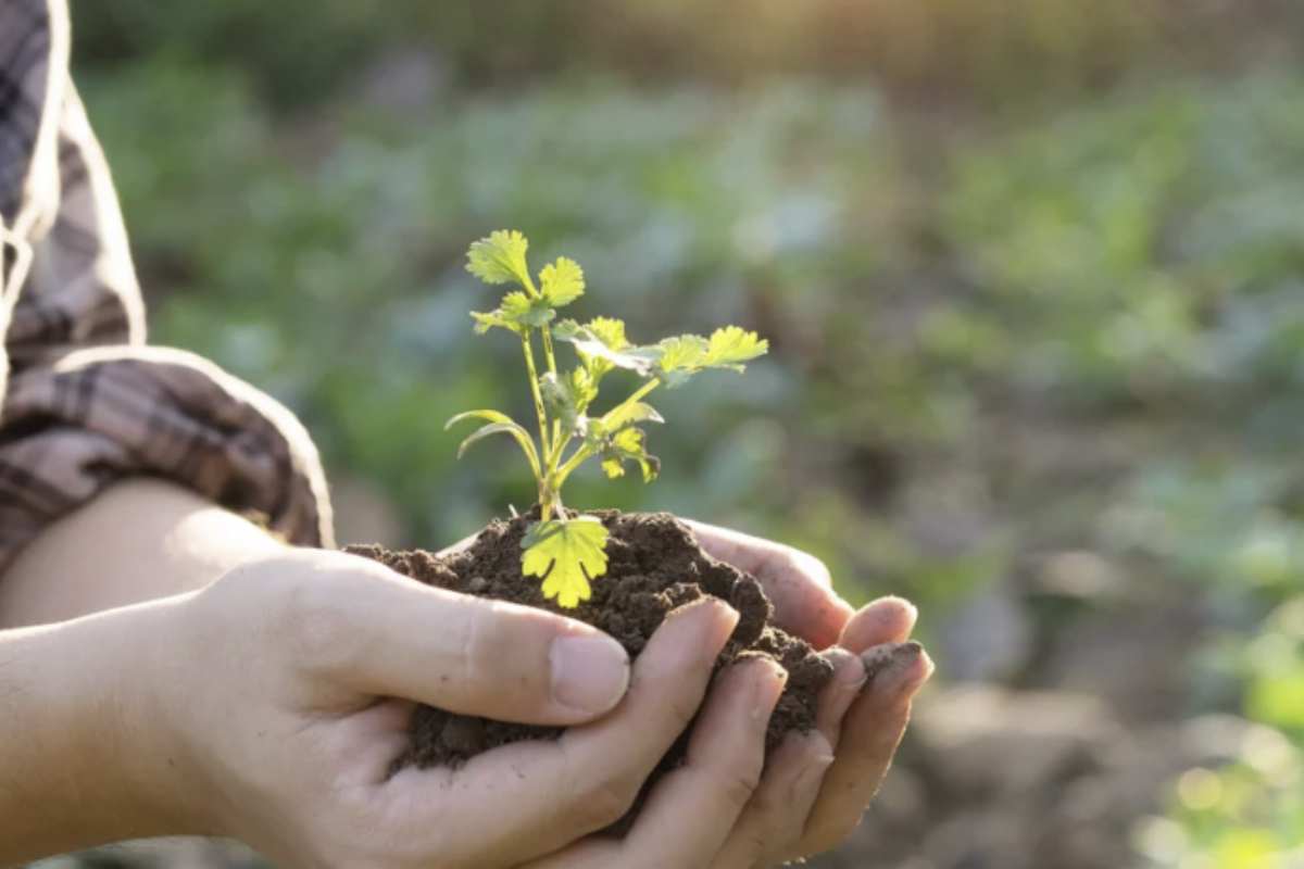 Per ottenere fragole di dimensioni eccezionali, è fondamentale conoscere e rispettare alcune pratiche colturali legate alla crescita e alla gestione degli stoloni,