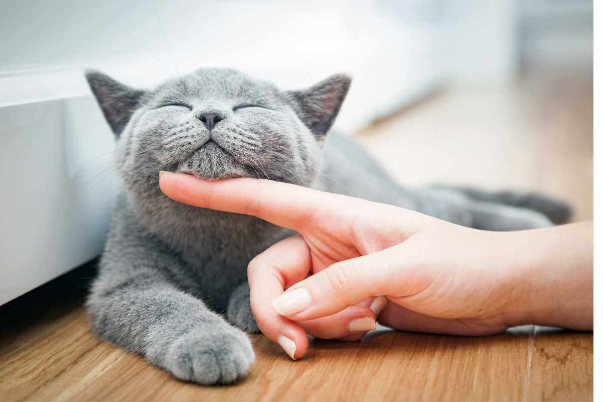 Gatto gesto bambino