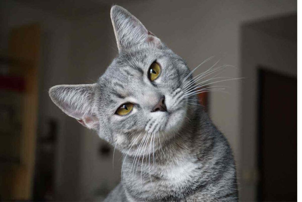 Gatto gesto bambino