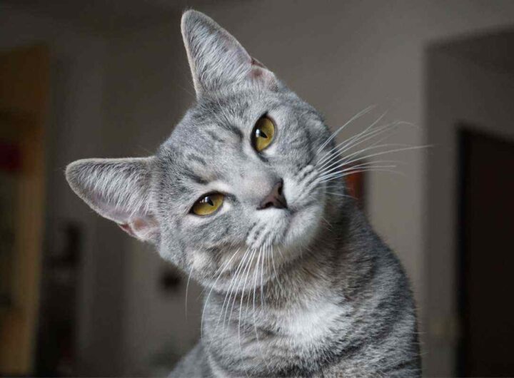 Gatto gesto bambino