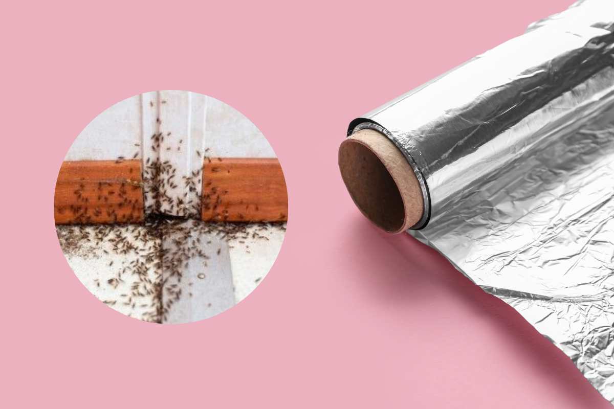 Insetti casa carta stagnola