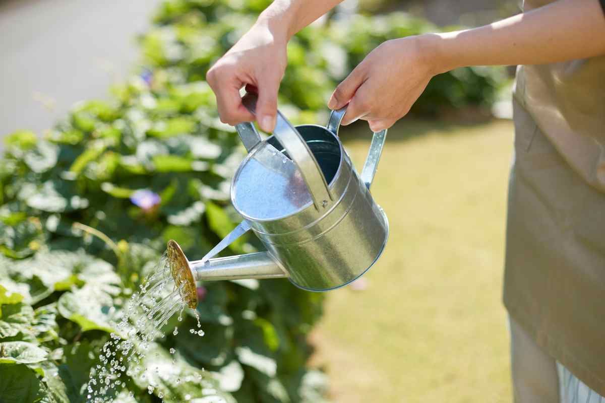 annaffiare piante legge