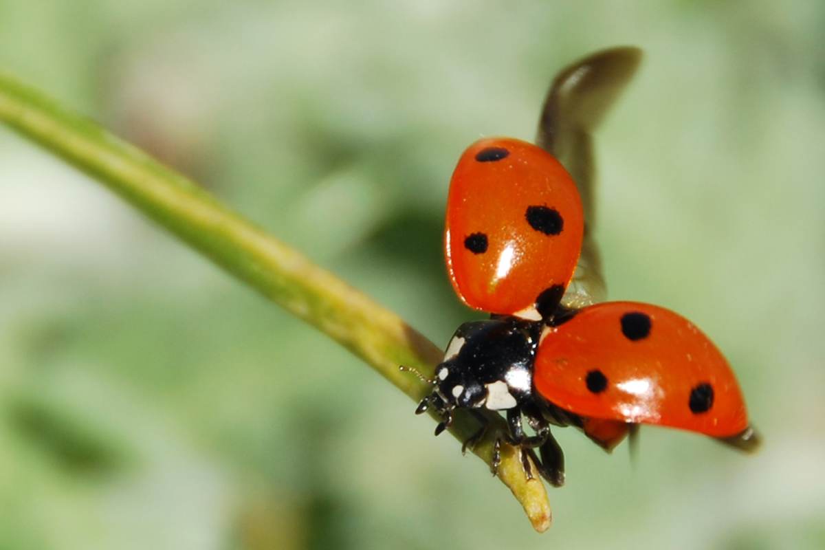allerta invasione coccinelle