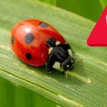 allerta invasione coccinelle