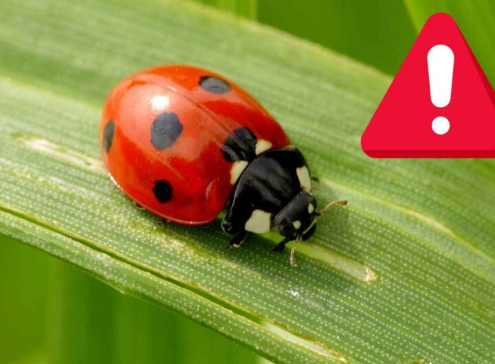 allerta invasione coccinelle