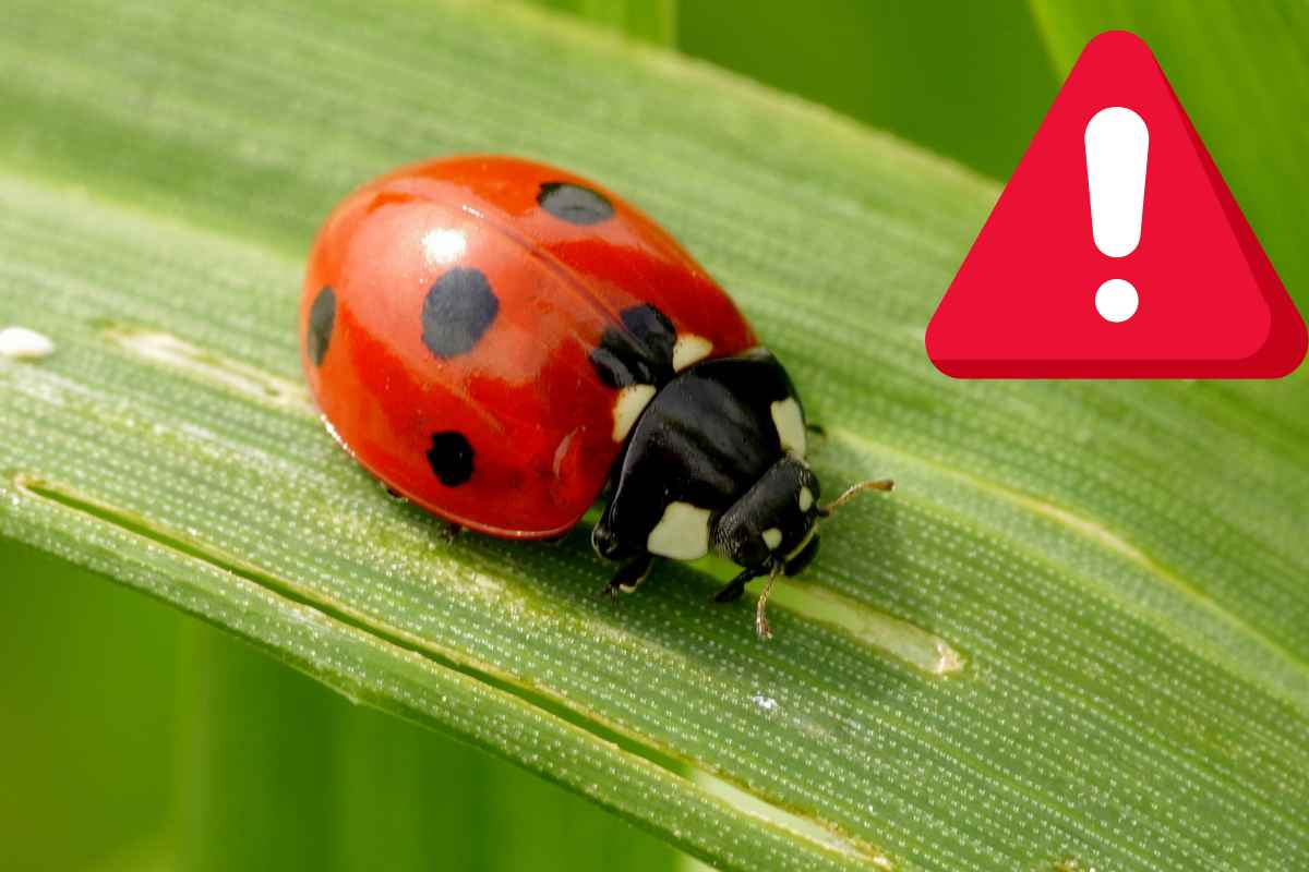 allerta invasione coccinelle