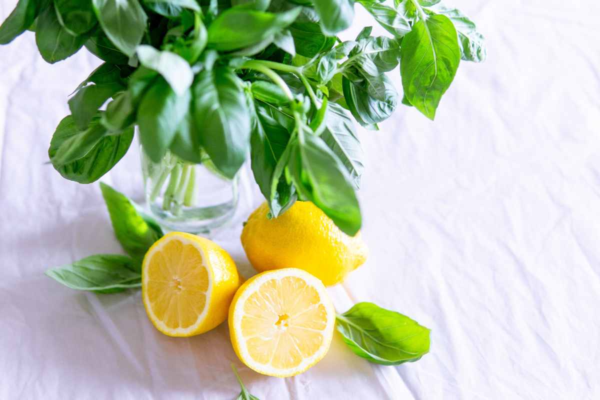 foglie limone utilizzi