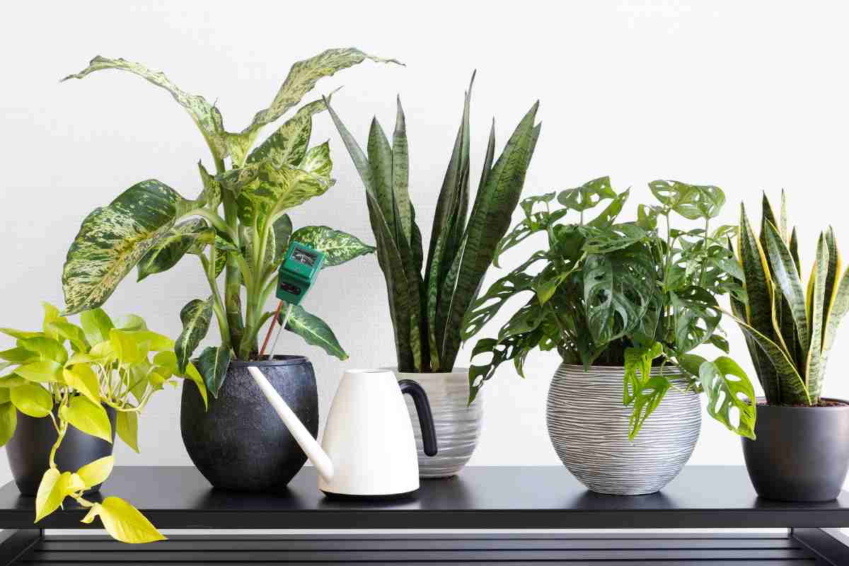piante da appartamento trucchi