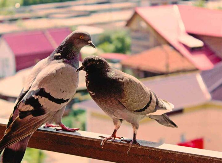 come allontanare i piccioni dal balcone