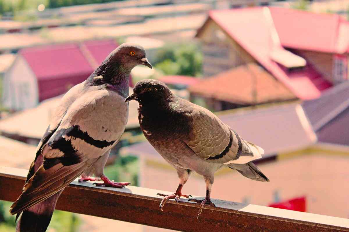 come allontanare i piccioni dal balcone