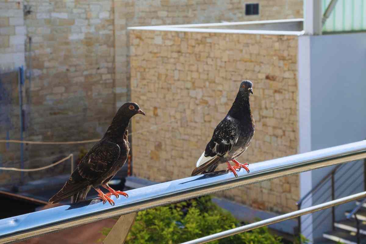 la soluzione per tener lontani i piccioni dal balcone