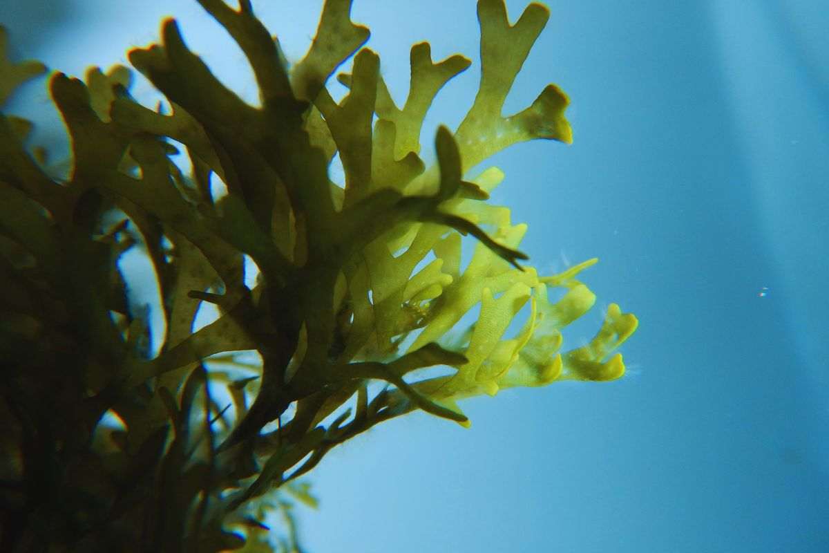 alga tossica nelle coste italiane