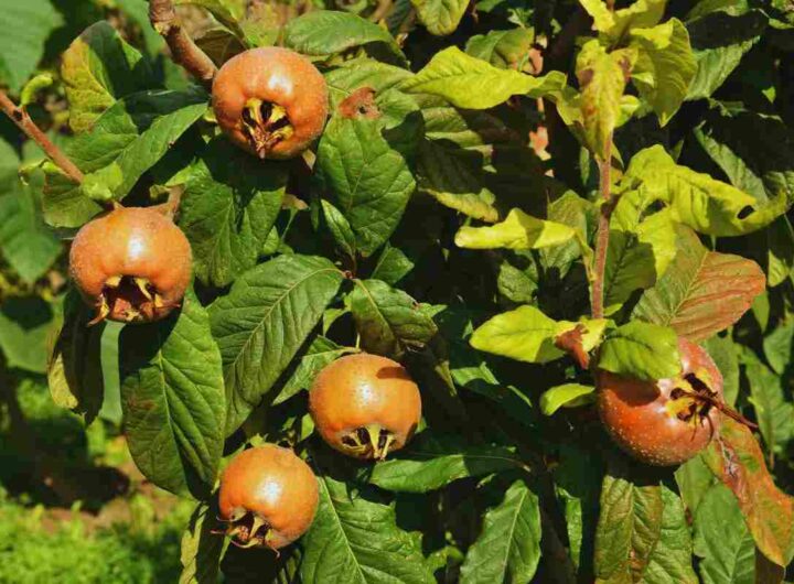 foglie di nespolo e rimedio della nonna