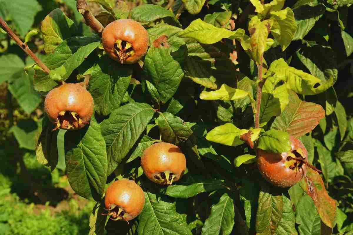 foglie di nespolo e rimedio della nonna