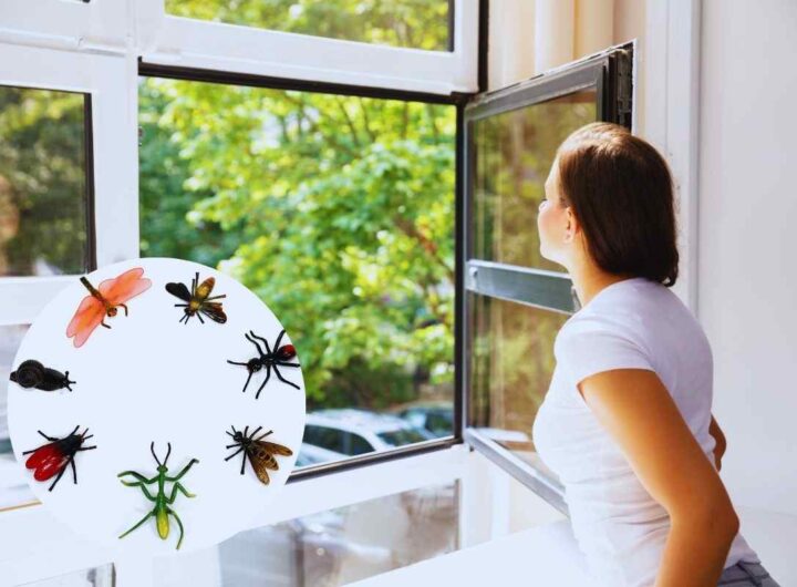la soluzione per allontanare gli insetti