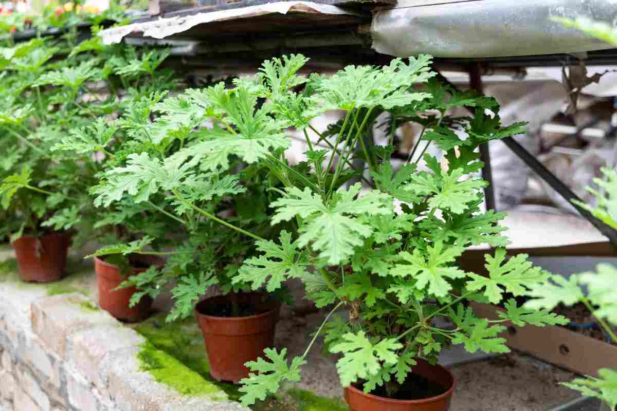 altro che citronella: questa pianta elimina le zanzare