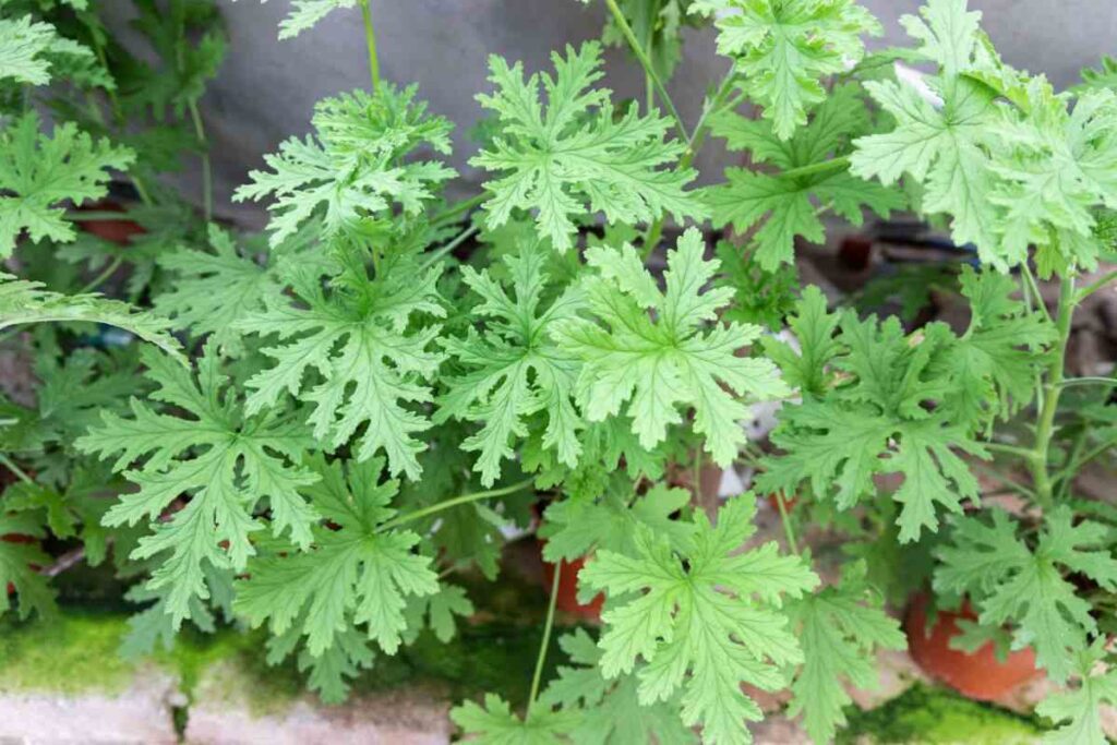 altro che citronella: questa pianta elimina le zanzare