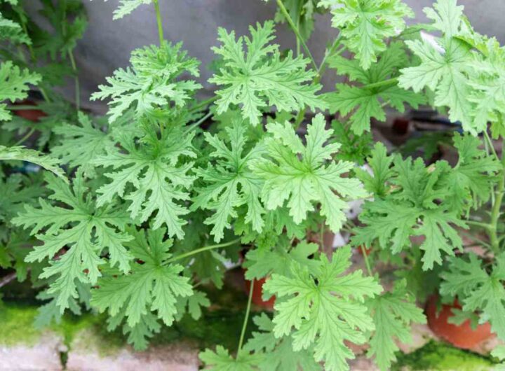 altro che citronella: questa pianta elimina le zanzare