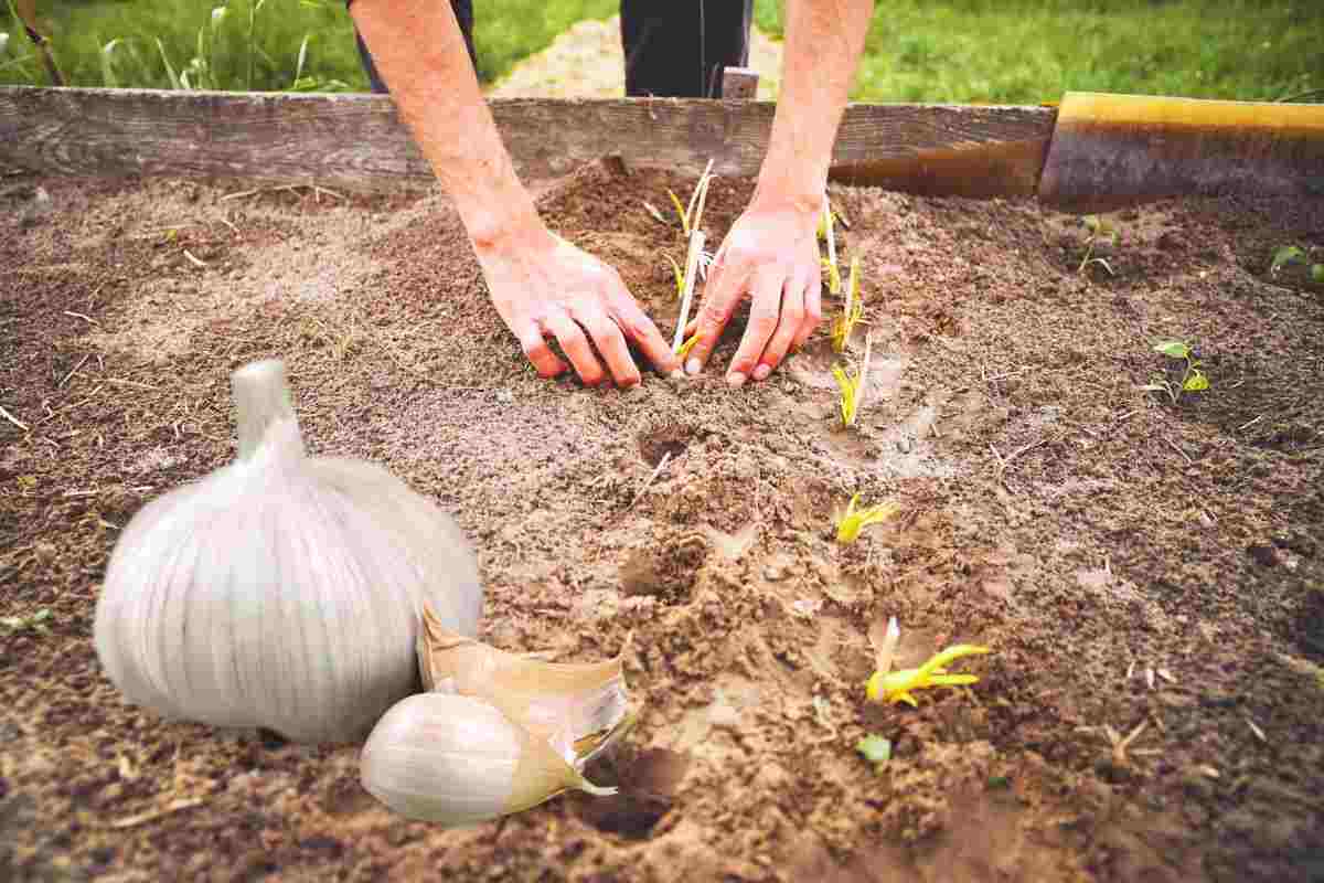 piantare aglio nel terreno