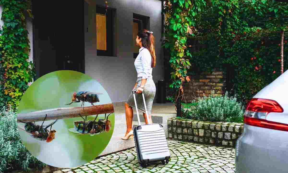 insetti al rientro dalle vacanze