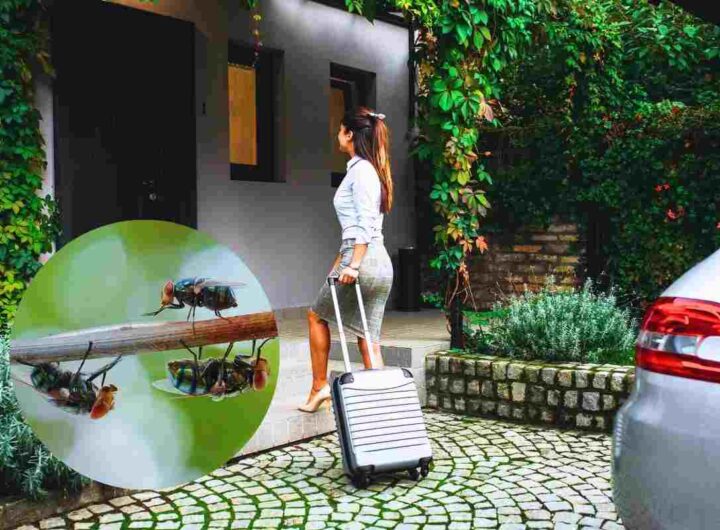 insetti al rientro dalle vacanze