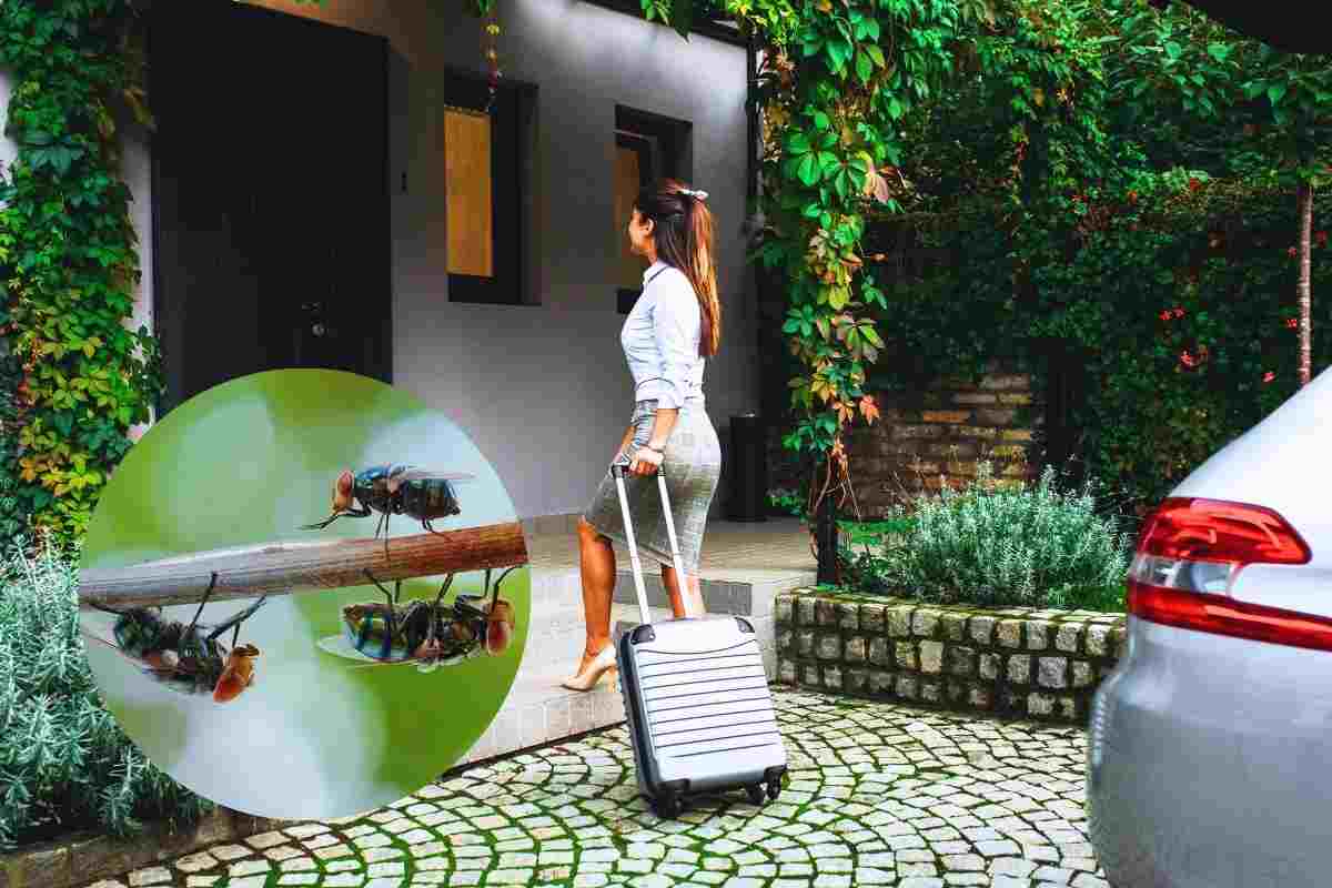 insetti al rientro dalle vacanze