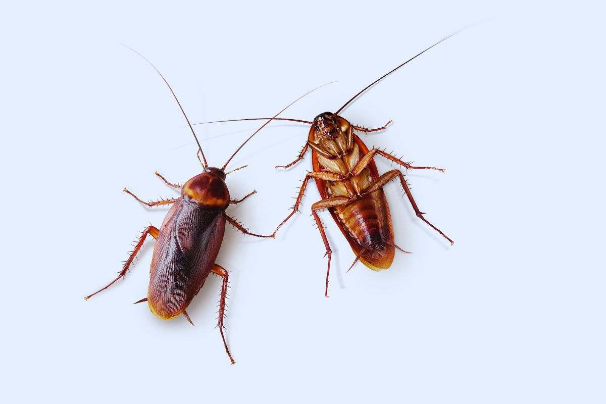 eliminare le infestazioni di insetti