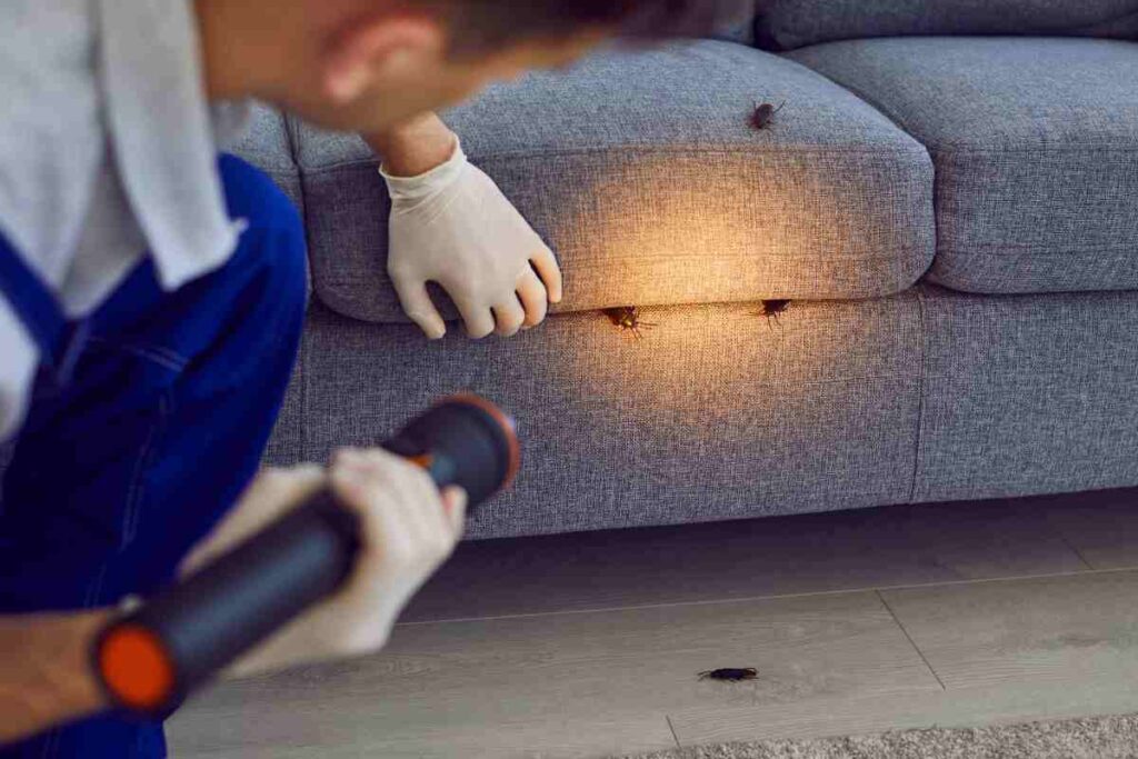 usa le foglie di alloro per sconfiggere gli scarafaggi dentro casa
