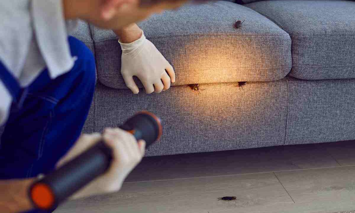 usa le foglie di alloro per sconfiggere gli scarafaggi dentro casa