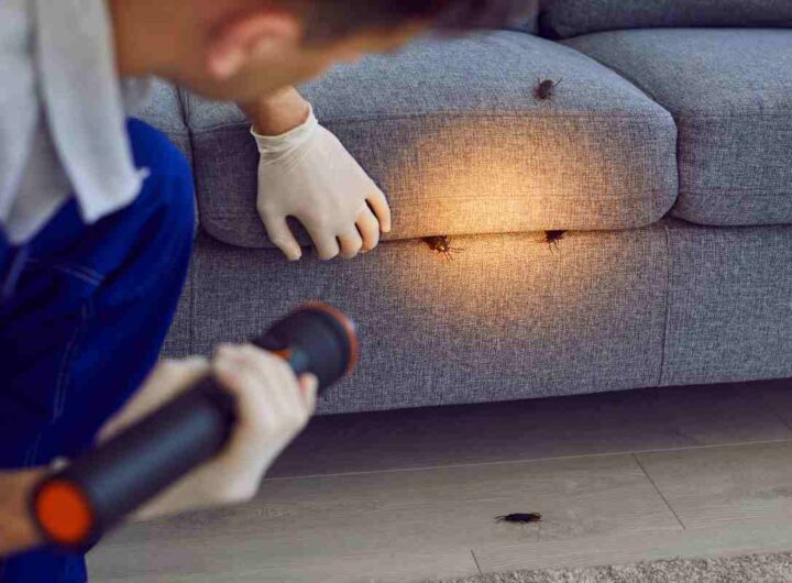 usa le foglie di alloro per sconfiggere gli scarafaggi dentro casa