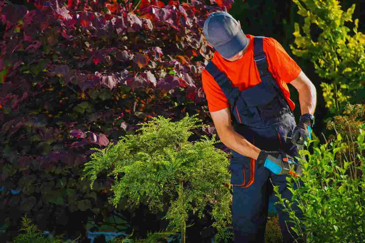 risarcimento per il taglio delle piante dei vicini