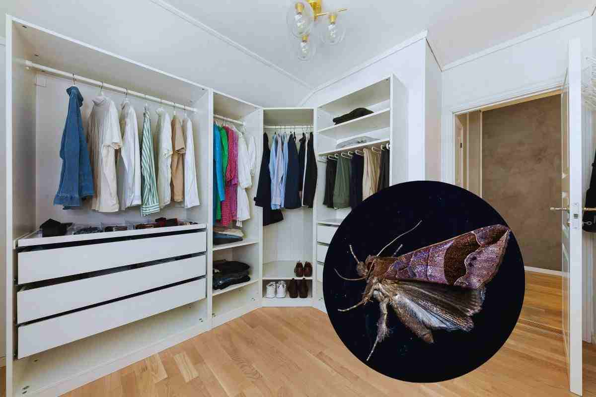 come eliminare le tarme