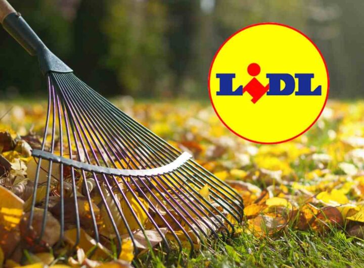 mega offerta lidl: strumenti da giardino a soli 3,99 euro