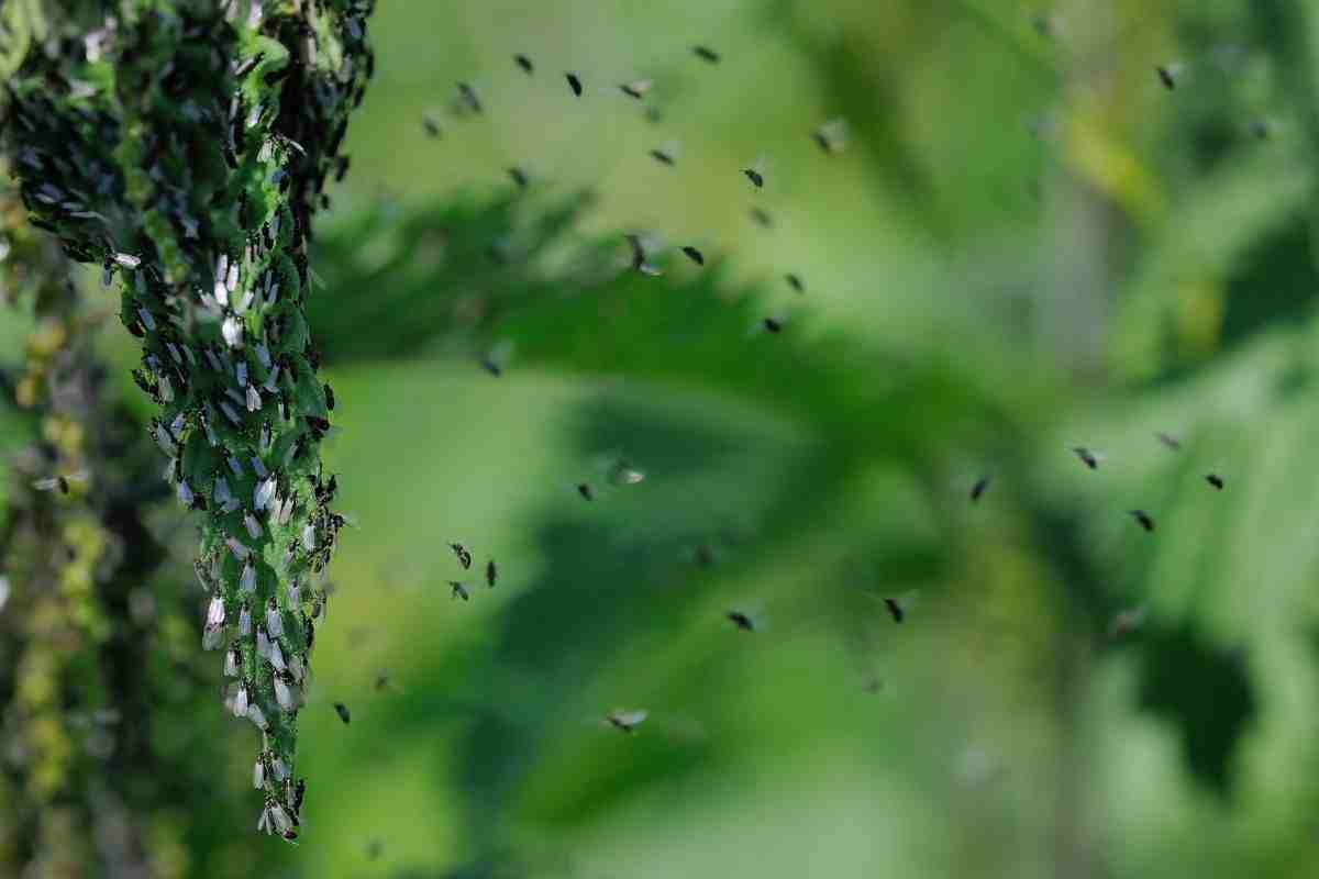 come eliminare i moscerini dalle piante